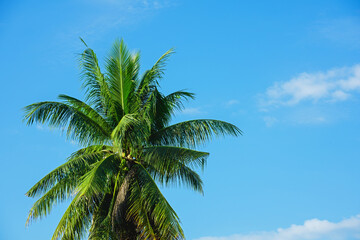Fototapeta na wymiar Coconut tree on blue sky background