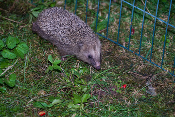 A high angle shot of a hedgehog on the ground covered in the grass © Hel Fei/Wirestock