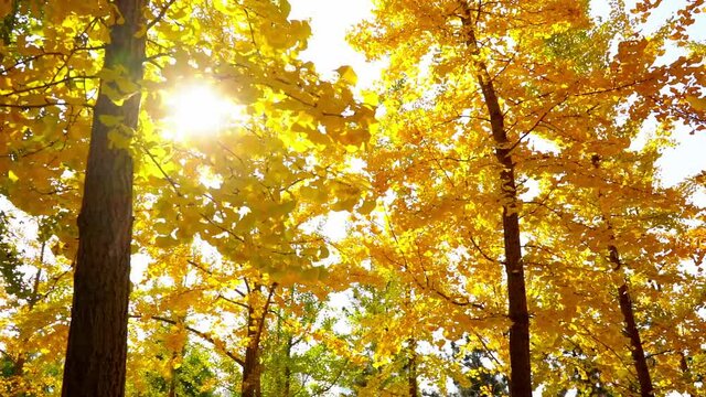 Ginkgo biloba in autumn, sunshine through yellow ginkgo leaves