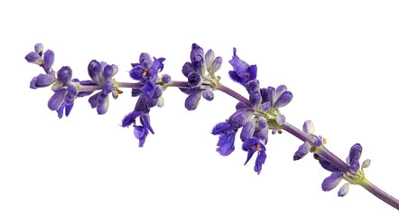 Close up - Salvia farinacea, Blue salvia, Mealy cup sage or Mealy sage flowers blooming, isolated on white background, with clipping path