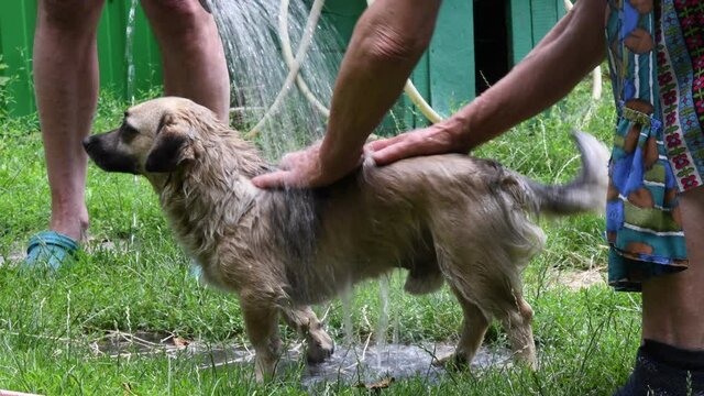 Wrinkled senior woman hands stroking furry dog back and washing dog tail under defocus water drops pouring from garden watering can. Bathing of small mixed breed grey dog at rural backyard outdoors