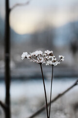 frost on dry winter flower