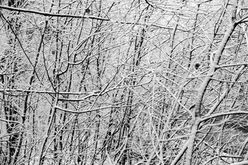 Beautiful winter landscape in the european forest. Snow on the trees.
Enigmatic and amazing winter nature in black and white. Frosted trees branches.
