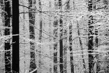 Naklejka na ściany i meble Beautiful winter landscape in the european forest. Snow on the trees. Enigmatic and amazing winter nature in black and white. Frosted trees branches. 