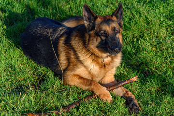 German shepherd dog lying in the grass while holding a stick with his hands and looking directly at the camera, seriously holding the stick with his hands and looking at the camera as if posing, stand