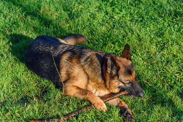 German shepherd dog lying in the grass while holding a stick with his hands and nibbling, biting it, in the grass with one hand on top of the stick and his ears stiff