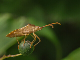 Beerenwanze, Dolycoris baccarum auf einer Hartriegel, Cornus Frucht.