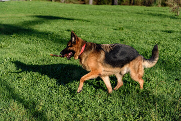 German Shepherd Dog walking sideways, in profile, to the left of the photo, in a grassy field, with a stick in its mouth, and raised hand