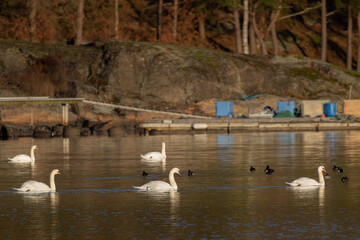 Flock of five swans and tufted ducks swimming along the shore in nice sunlight