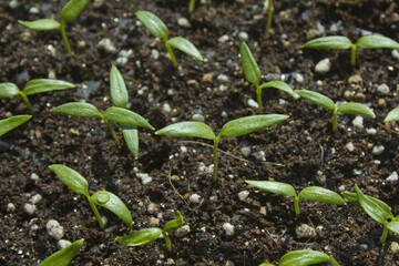 Young plant in the soil.