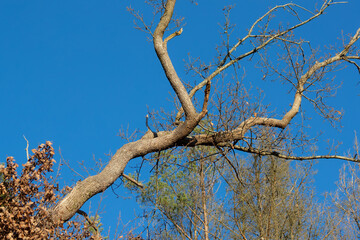 Oak tree stretching up against blue sky with side light from setting sun