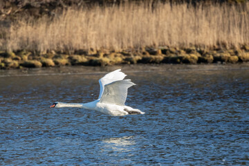 Fototapeta na wymiar Single white swan flying over water surface