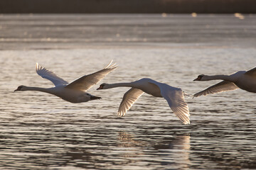 Three swans flying low above water surface