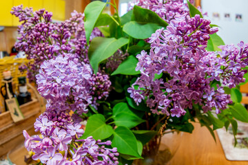 Close up of a large purple lilac bouquet in spring