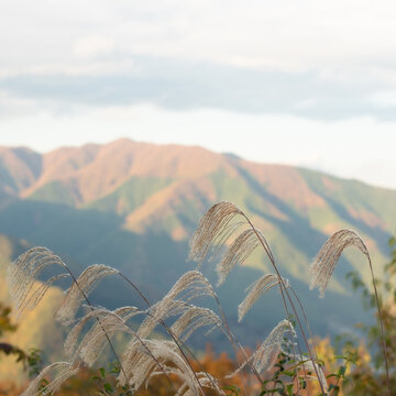 山のススキ
