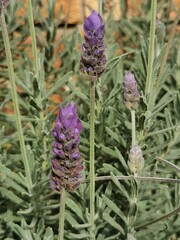 close up of lavender flowers
