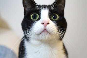 A headshot of a funny bicolor cat, a black-and-white kitty with surprised look © Alfred Smatlanek Sikula/Wirestock
