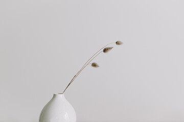 Modern white ceramic vase with dry Lagurus ovatus grass. Scandinavian minimal interior decor with...