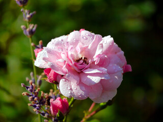 Nahaufnahme einer rosa Rosenblüte mit Wassertropfen darauf