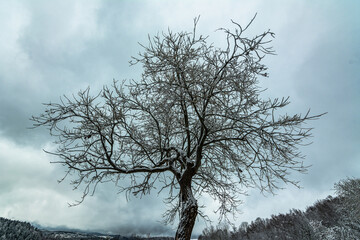 Winter Schnee Erzgebirge