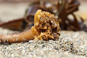 Seaweed washed up on the south Cornwall beach