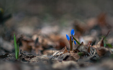 Wild flowers