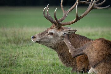 A fun shot of a red deer stag lying down and scratching his ear with his hoof