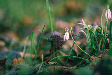 Snowdrop