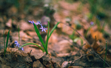 Wild flowers