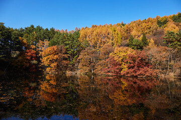 大沢の堤 紅葉した木々が湖面に映り込む 長野県塩尻市