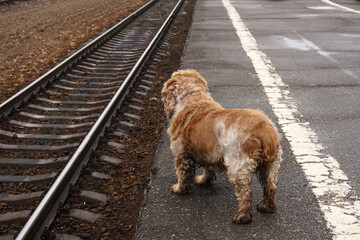 A lonely dog stands on the platform of the train station and looks into the distance.