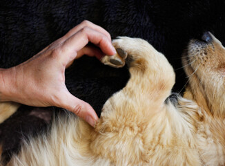  Menschenhand und Hundepfoten formen Liebe