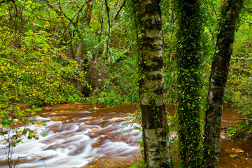 Bosque Atlántico, Reserva Integral de Muniellos, Asturias.  Forest. Muniellos Natural Reserve. Asturias. Spain