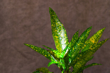 Croton plant leave close-up background, yellow and green color and house plant