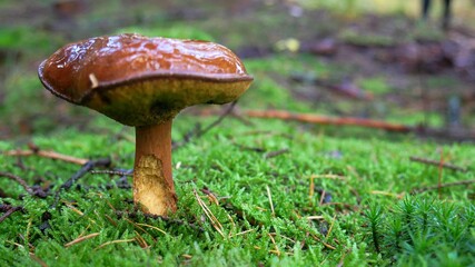 Mushroom in forest in autumn, Germany