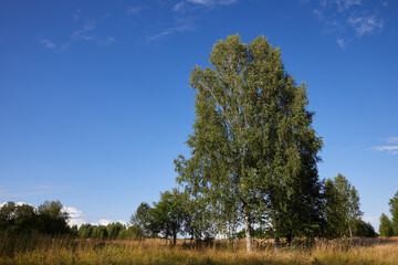 Beautiful natural summer landscape of Central Russia-field and birch trees on a Sunny summer day under a blue sky