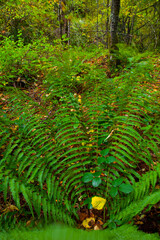 Obraz premium Bosque Atlántico, Reserva Integral de Muniellos, Asturias