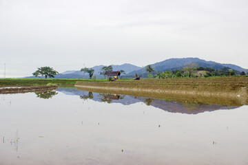 Fototapeta na wymiar Reflection of rice fields with a clear white sky when it rains during the day in North Bengkulu, Indonesia