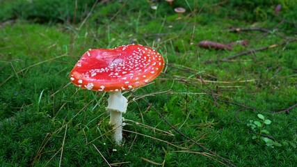 Toadstool in forest in autumn, Germany