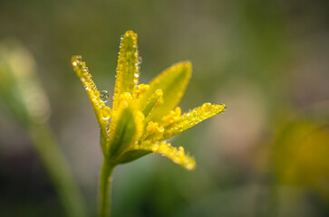 Wild flowers