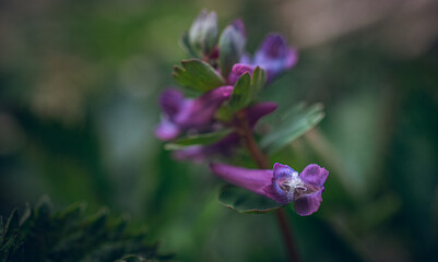 Fototapeta premium Wild flowers