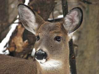 Beautiful white-tailed deer female in the winter snow in Canada