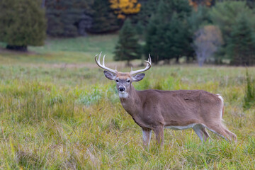 Naklejka na ściany i meble White-tailed deer buck walking through the meadow during the autumn rut in Canada