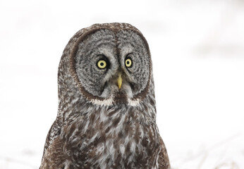 Great grey owl isolated on white background sitting in a snow covered field in Canada