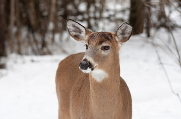 Naklejka na ściany i meble White-tailed deer buck with antlers dropped standing in the winter snow in Canada 