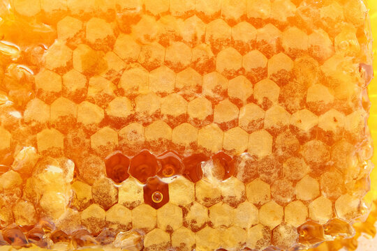 bee honeycomb with honey