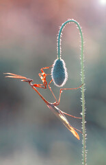 Close up of pair of Beautiful European mantis ( Mantis religiosa )