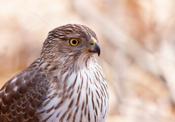 A Cooper's Hawk closeup perched on a log in the forest