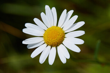 Fototapeta premium Camomile flower macro on a Sunny day on a green field