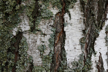 Tree bark texture (birch) covered with moss and lichen. Macro